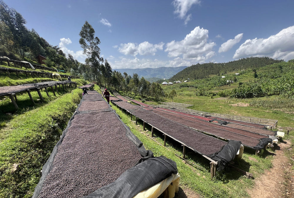 hochlandkaffee-kaffeeanbau-höhe-und-geschmack-kaffeeheimat