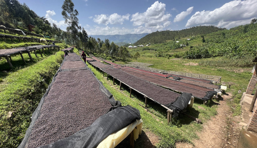 Kaffeepreis 2025: Börsentrends, Ernteberichte und Auswirkungen für Hamburg