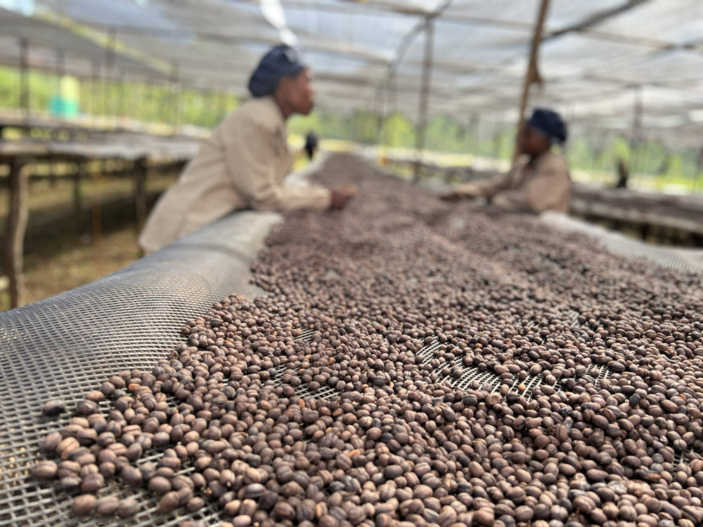 Äthiopischer Kaffee in Hamburg: Aufbereitung, Geschmacksprofile & Tipps 2025
