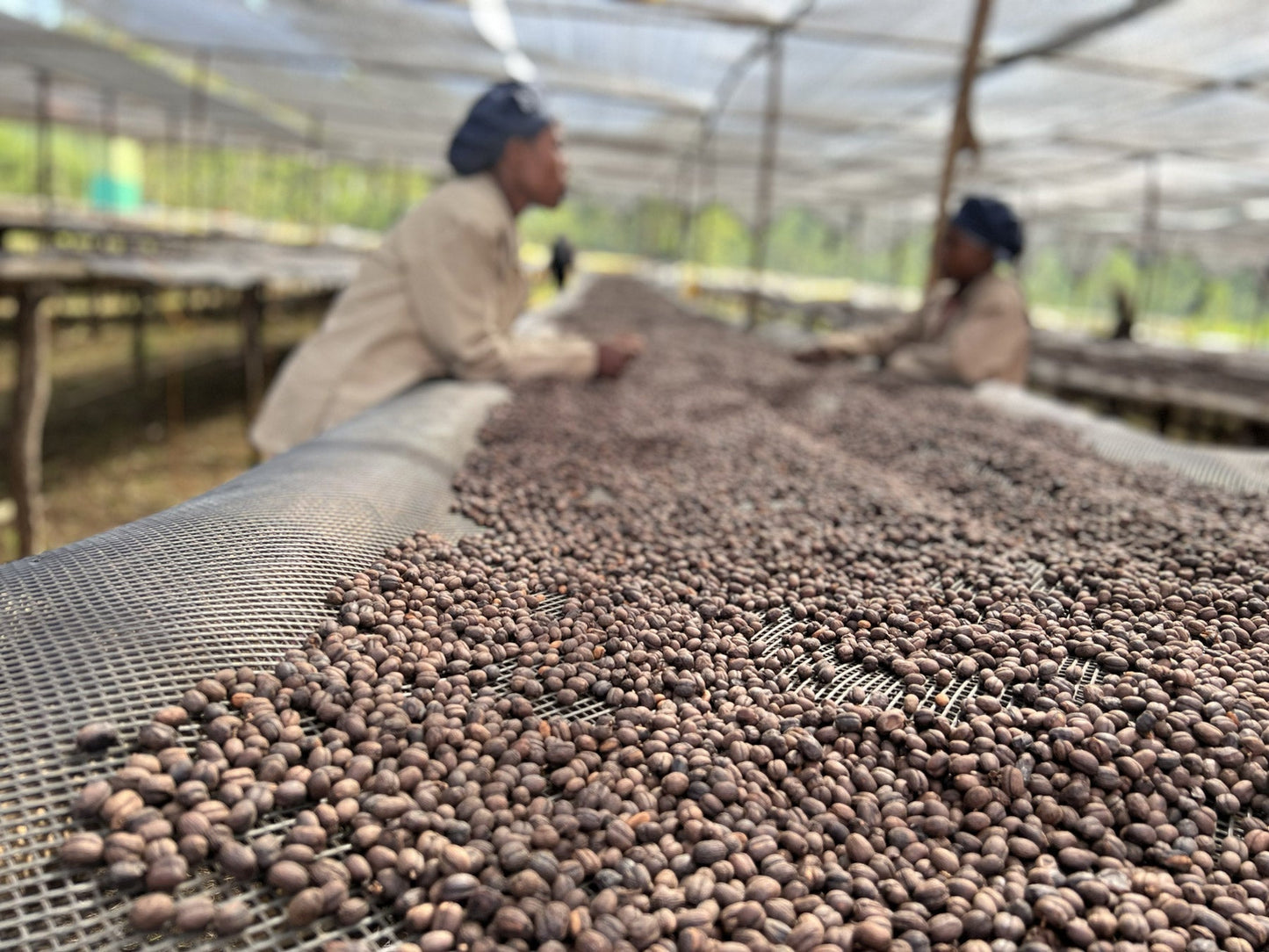 Äthiopischer Kaffee in Hamburg: Aufbereitung, Geschmacksprofile & Tipps 2025