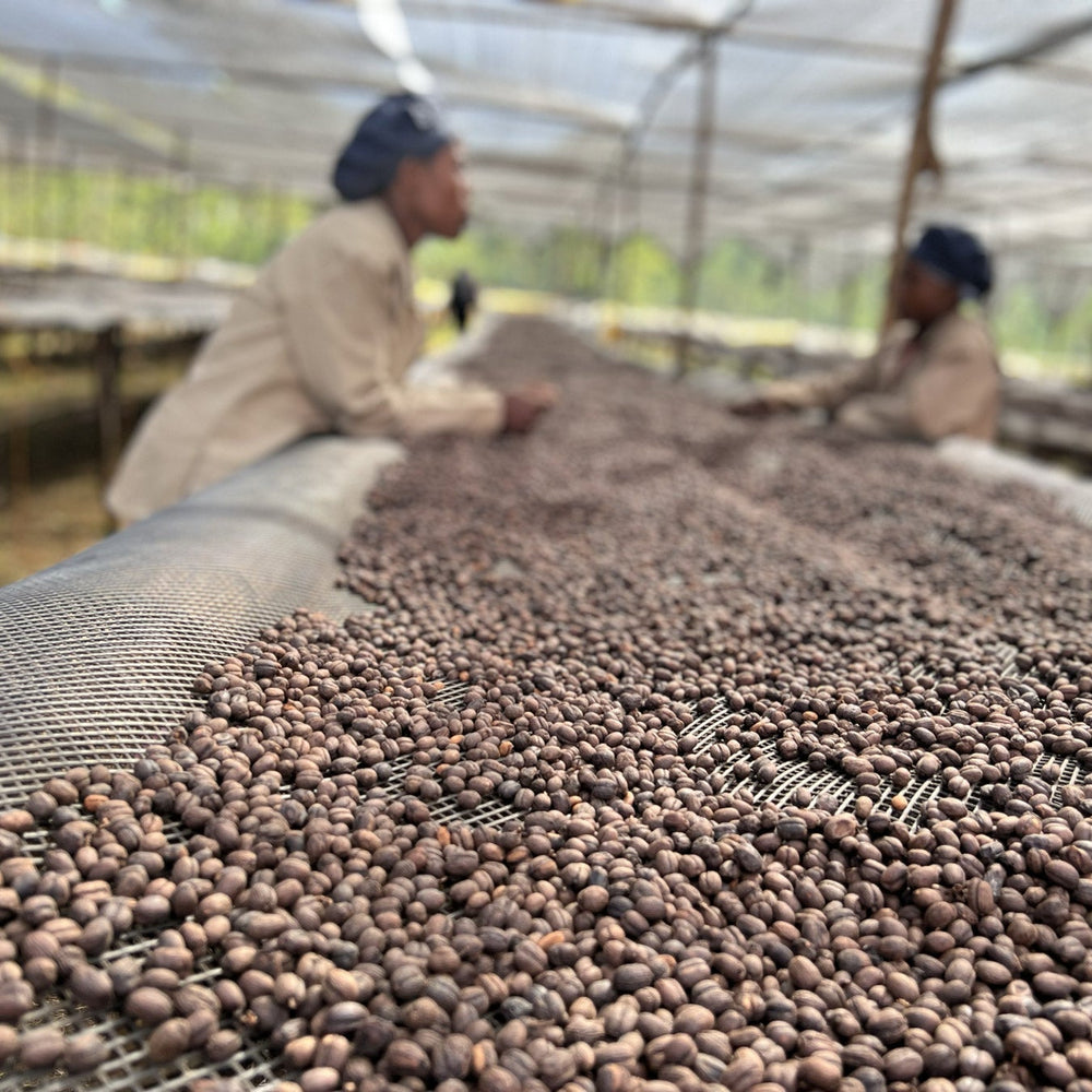 Äthiopischer Kaffee in Hamburg: Aufbereitung, Geschmacksprofile & Tipps 2025