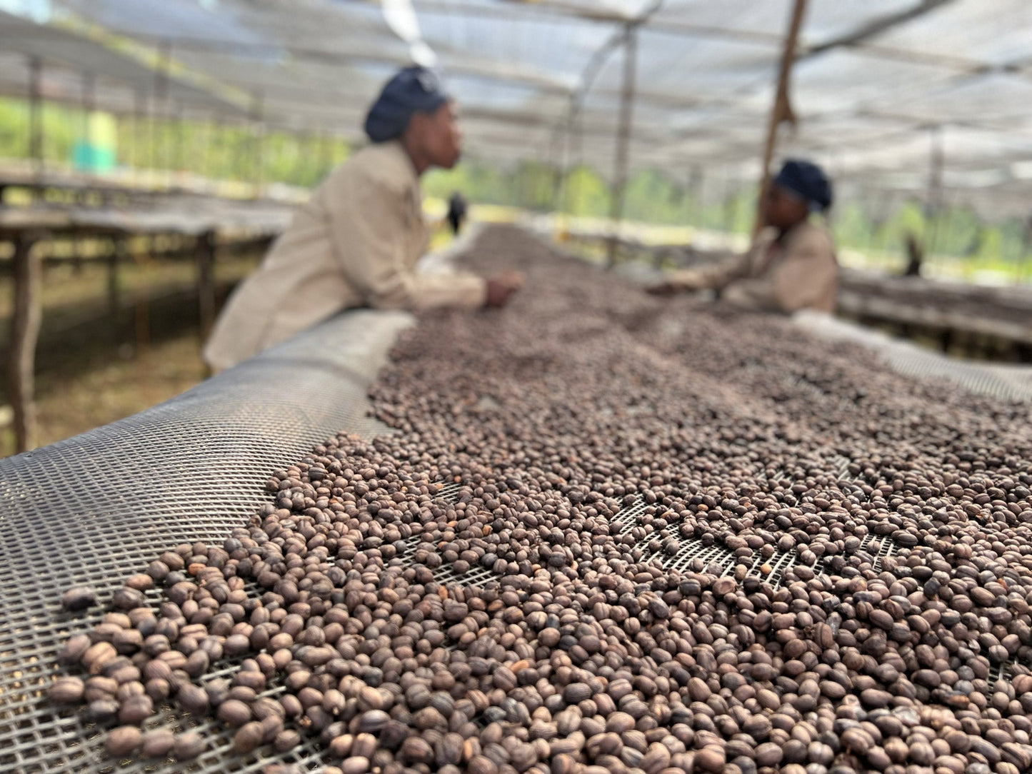 Äthiopischer Kaffee in Hamburg: Aufbereitung, Geschmacksprofile & Tipps 2025