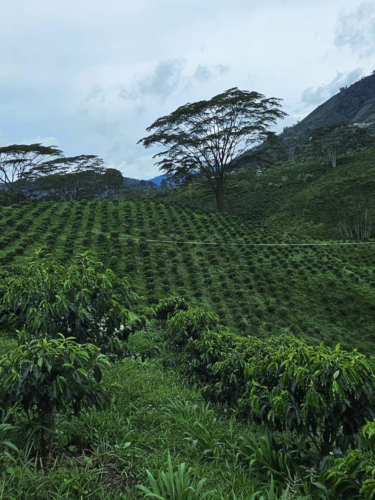 
                  
                    Colombia Blueberry
                  
                