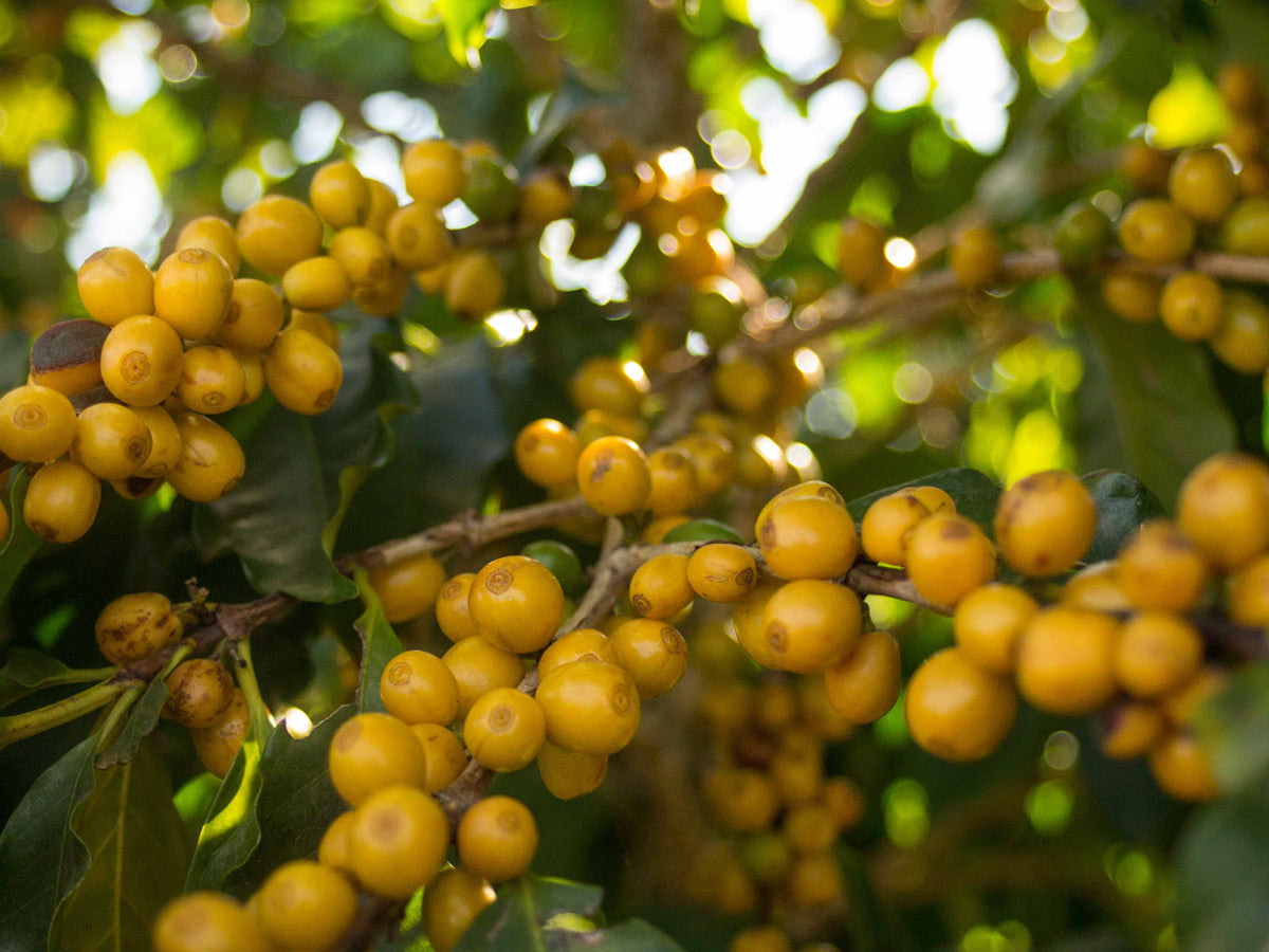 Landrösterei-Kaffeepflanzen-Bio-nachhaltig-fair-direkt
